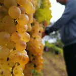 Aranynap Vendeghaz Es Boraszat * Tállya